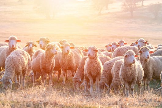 Schafherde im warmen Morgenlicht auf einer Weide.