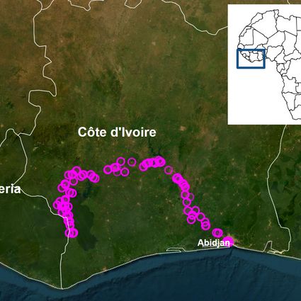 Probenahmestellen (pinke Kreise) der Feldmission 2024 in Côte d'Ivoire. Proben wurden in Restaurants in Form von Abstrichen (von Fleisch, Tischen und anderen Oberflächen), durch Fliegenfang, und, wenn möglich, auch vom Fleisch selbst genommen.