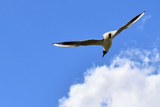 Fliegende Möwe vor blauem Himmel mit einer Wolke