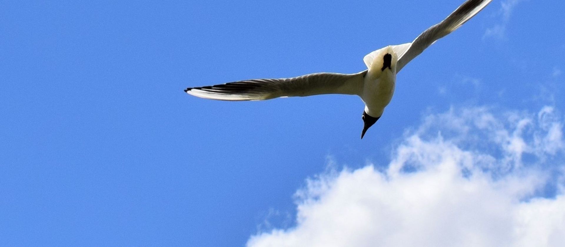 Fliegende Möwe vor blauem Himmel mit einer Wolke