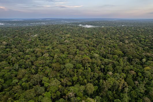 Dzanga-Sangha-Schutzgebiet