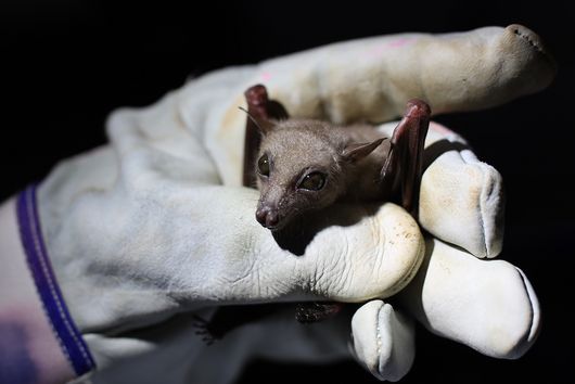Fledermaus gehalten von Hand mit Handschuh